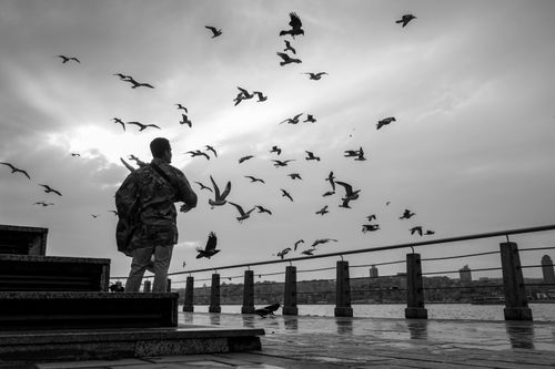 Free A silhouette of a man by the seashore with a flock of birds flying against a dramatic sky. Stock Photo