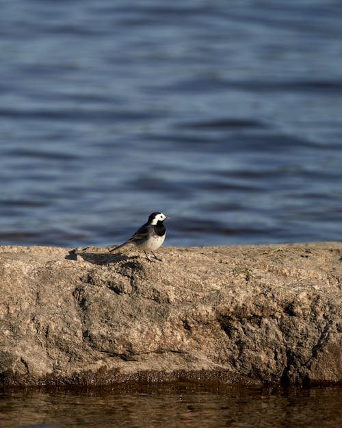 White Wagtail (Motacilla alba) is standing on a rock, by the sea in Norway