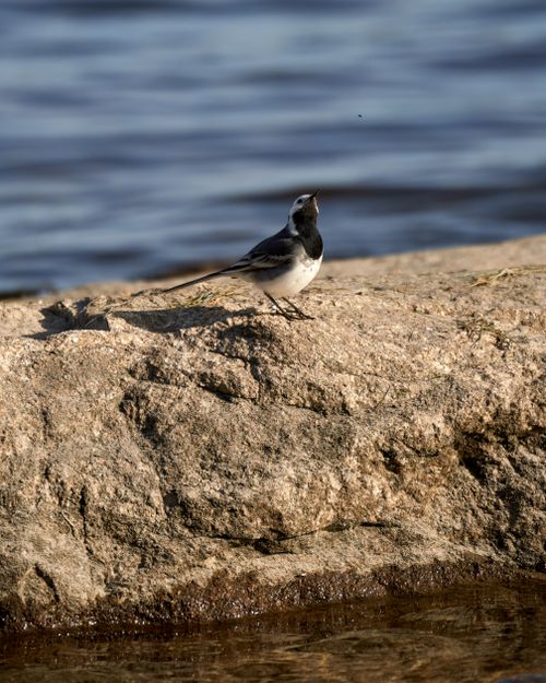 Free A white-browed wagtail perched on a rocky shore by the sea. Stock Photo