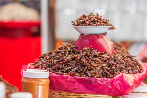 chapulines, 가루, 건강의 무료 스톡 사진