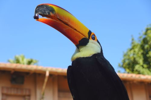Free Vibrant toucan with bright orange beak holding food against clear blue sky. Stock Photo