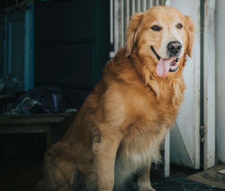 A joyful Golden Retriever sits indoors with its tongue out, epitomizing friendly canine charm.