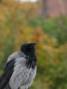 crow photo