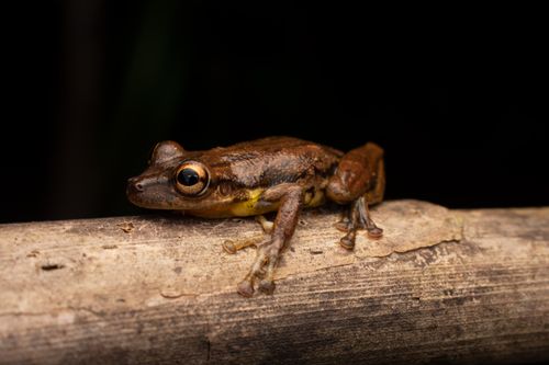 Free Side profile of a brown frog resting on a branch in a tropical setting Stock Photo