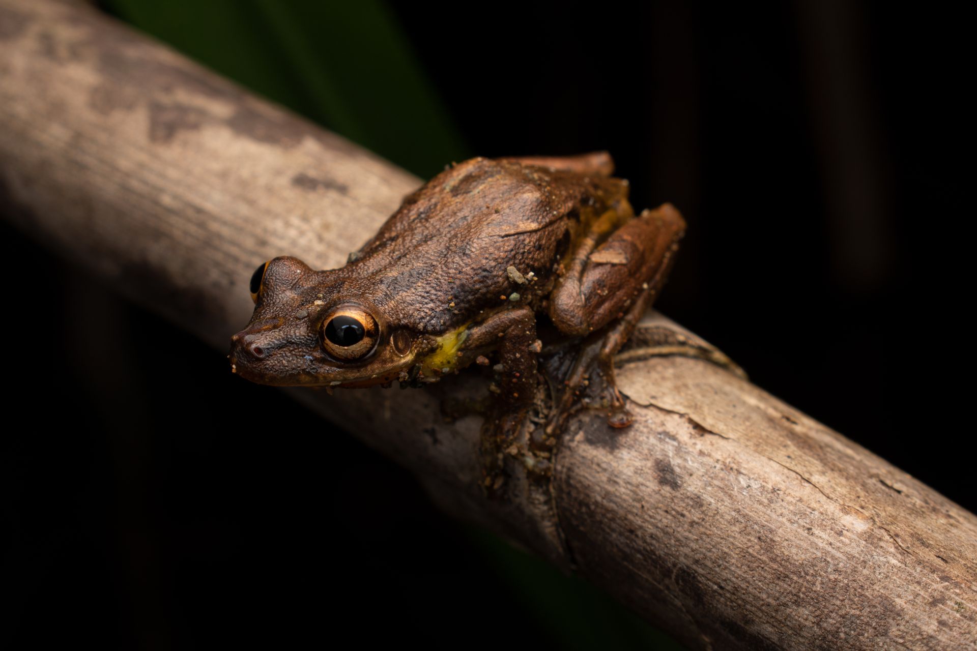 Detailed photo of a Sipurio Snouted Treefrog perched on a branch in natural habitat.