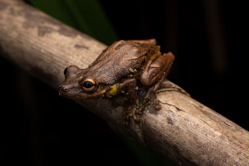 Free Detailed photo of a Sipurio Snouted Treefrog perched on a branch in natural habitat. Stock Photo