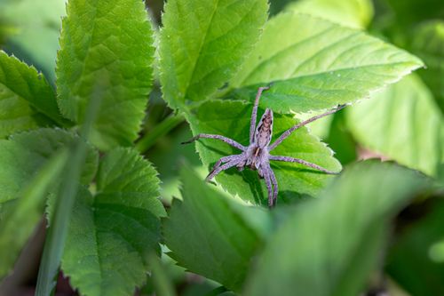 Free Close-up of a European nursery web spider (Pisaura mirabilis) on lush green leaves in natural habitat. Stock Photo