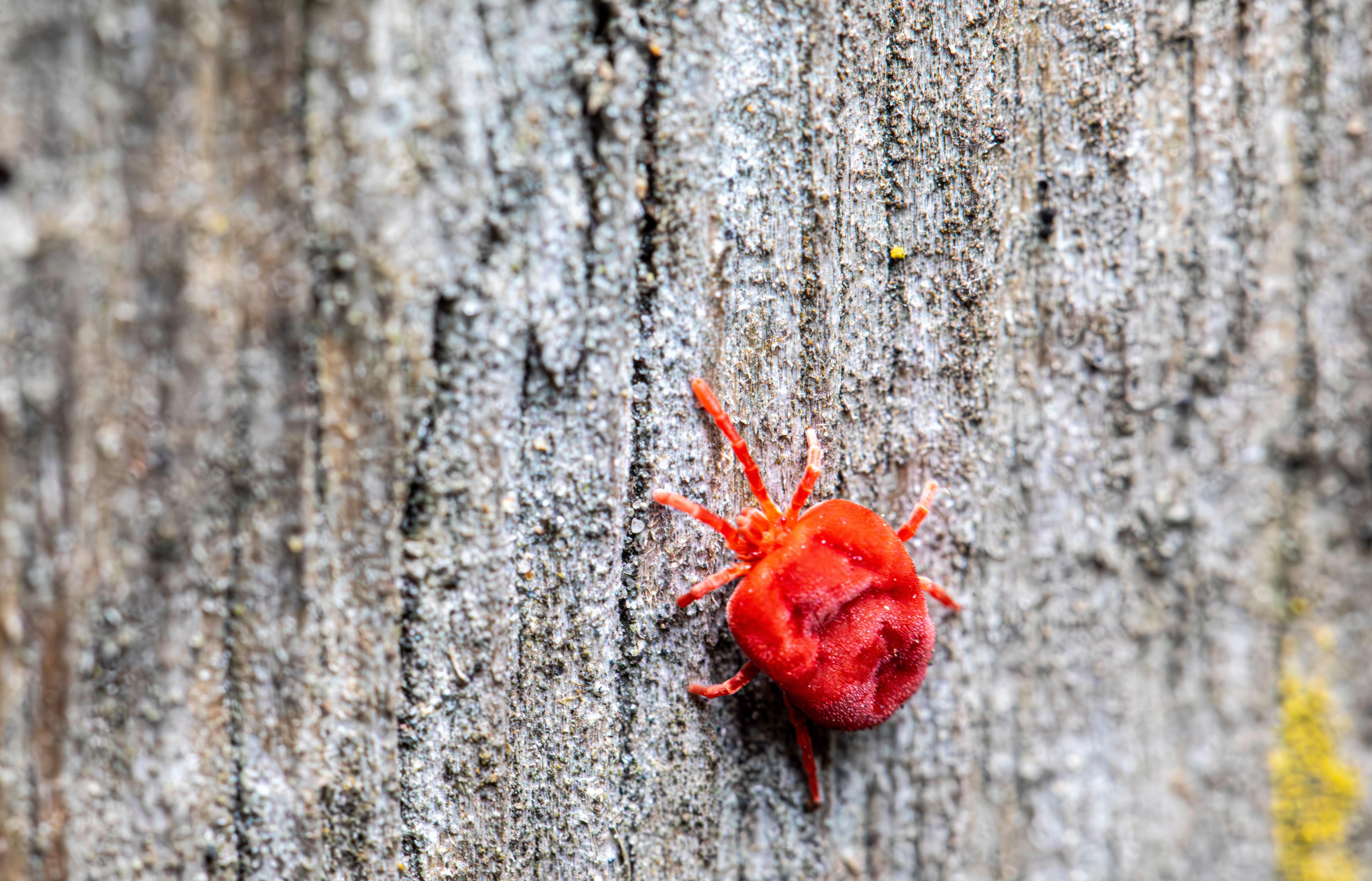 Macro shot of a red velvet mite crawling on an old wood surface, showcasing detailed texture.