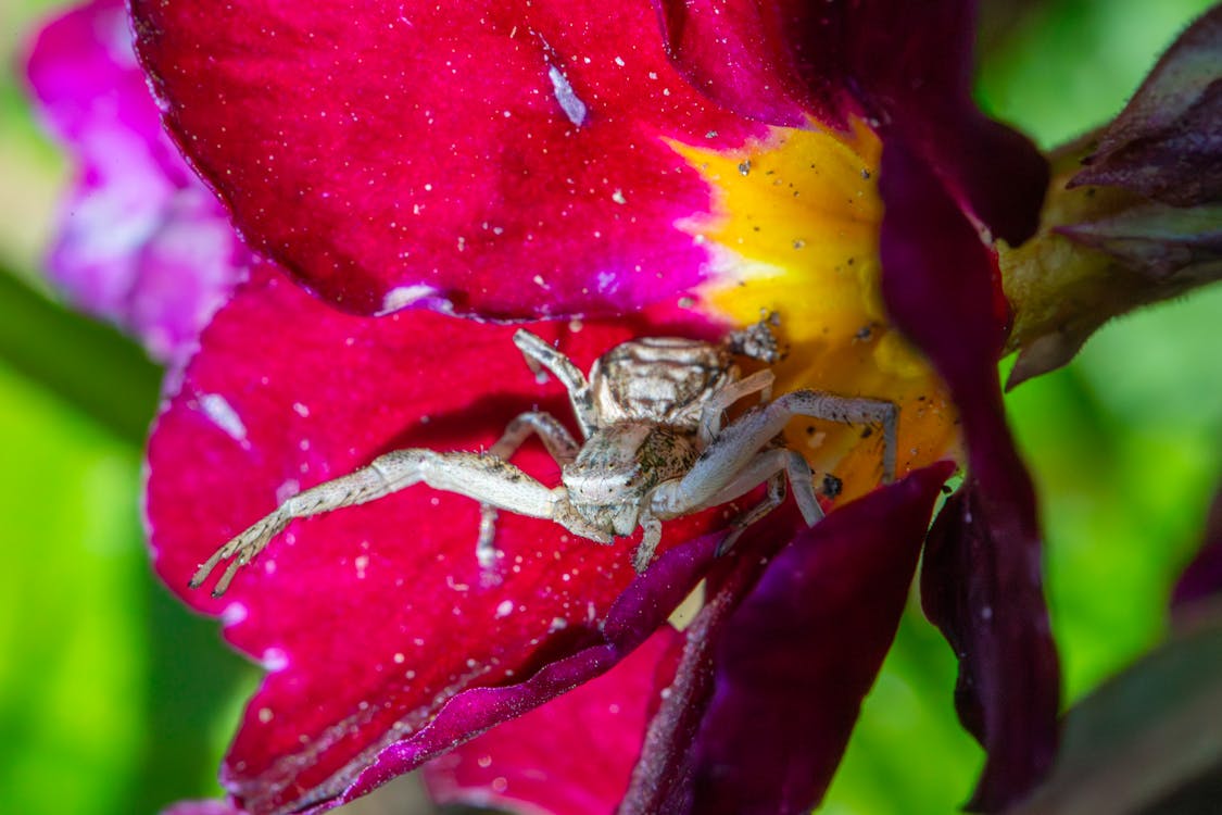 Δωρεάν στοκ φωτογραφιών με xysticus cristatus, άγρια φύση, αλεσμένη αράχνη καβούρι
