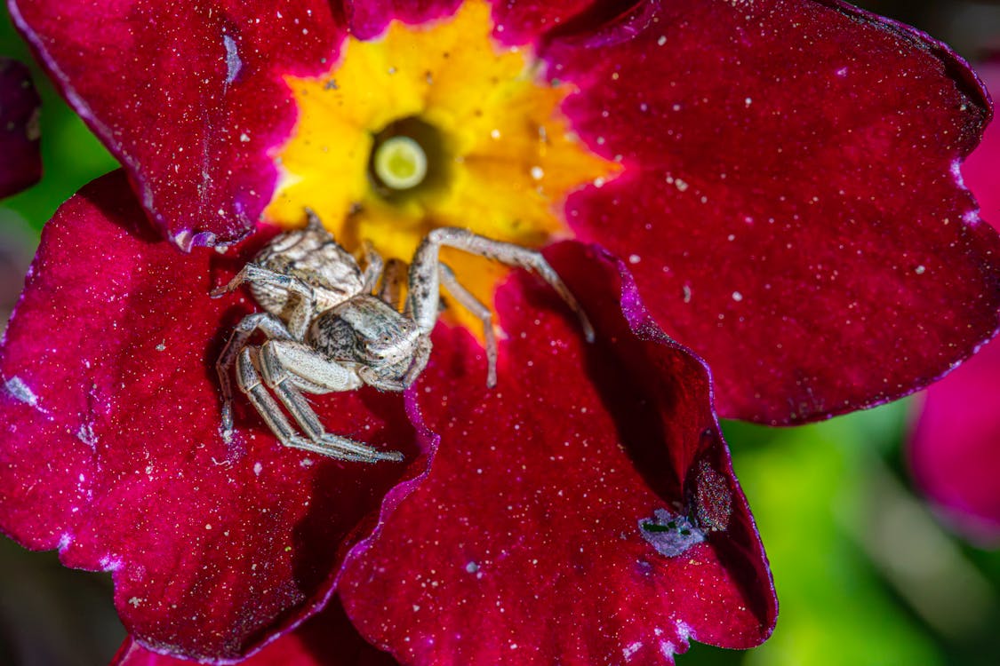 Δωρεάν στοκ φωτογραφιών με xysticus cristatus, αγάπη, αλεσμένη αράχνη καβούρι