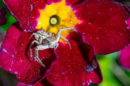 A spider is sitting on top of a flower
