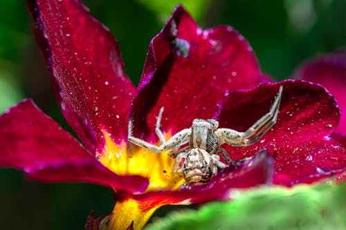 คลังภาพถ่ายฟรี ของ arachnids, กลางแจ้ง, กลีบดอกไม้