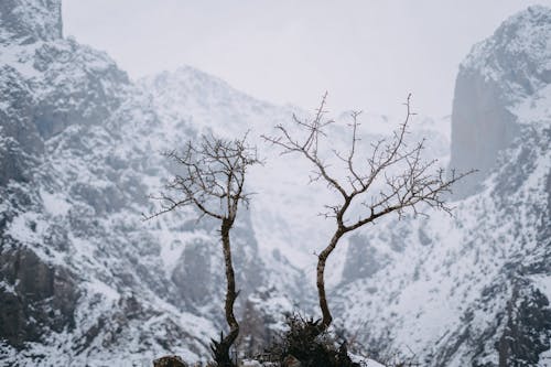Two bare trees in the snow near mountains