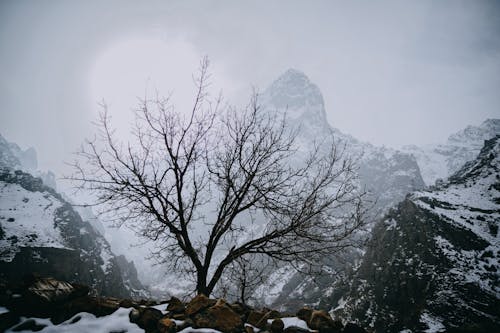 A lone tree in the snow near a mountain