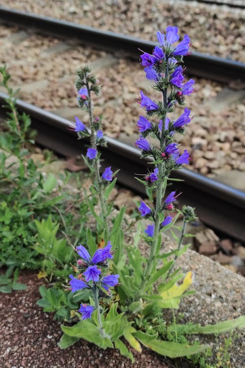 Бесплатное стоковое фото с echium vulgare, wild schedules, синие цветы