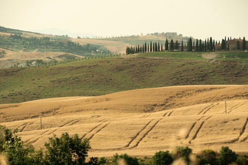 A large field with trees and a hill in the background