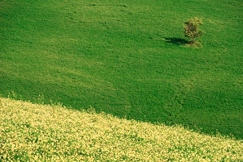 A lone tree in a field of yellow flowers