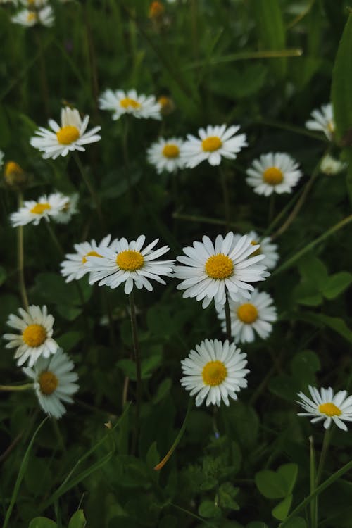 Бесплатное стоковое фото с chamomile, daisy flower, white flowers