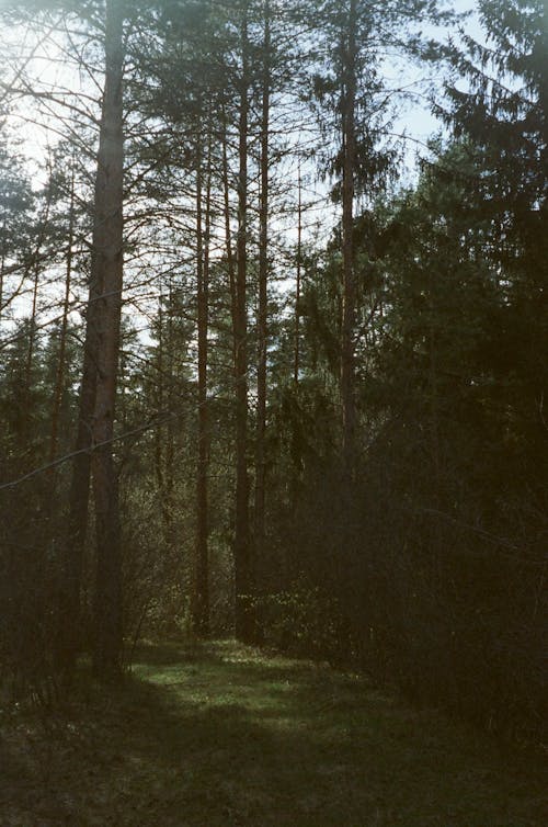 Darmowe zdjęcie z galerii z drewno, droga, drzewo