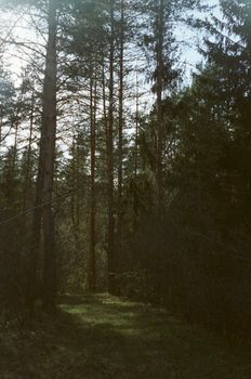 A tranquil forest scene featuring tall coniferous trees with a sunlit clearing.