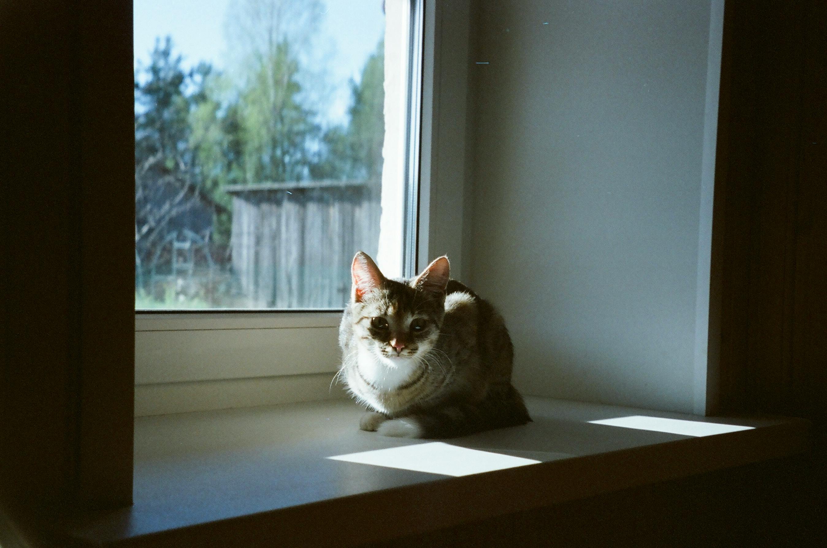 A cute cat enjoys the sunlight on a window sill, creating a peaceful and warm ambiance.