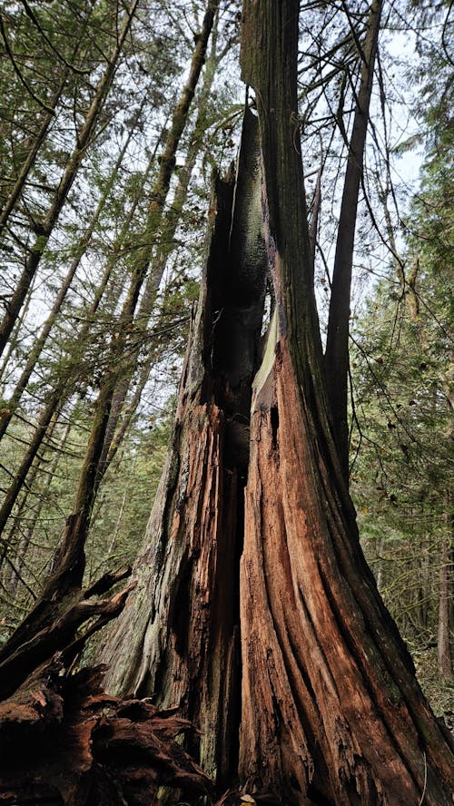 Imagine de stoc gratuită din animal gigant, arbore, arbori veșnic verzi