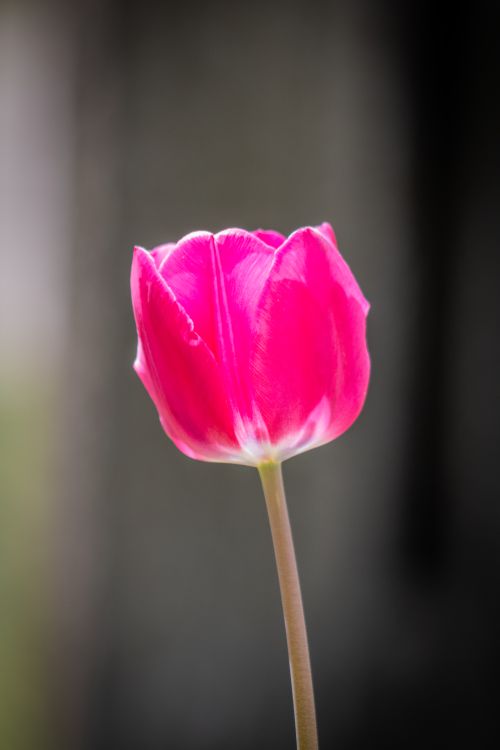 Free Elegant close-up of a blooming pink tulip against a soft-focus background, showcasing spring beauty. Stock Photo