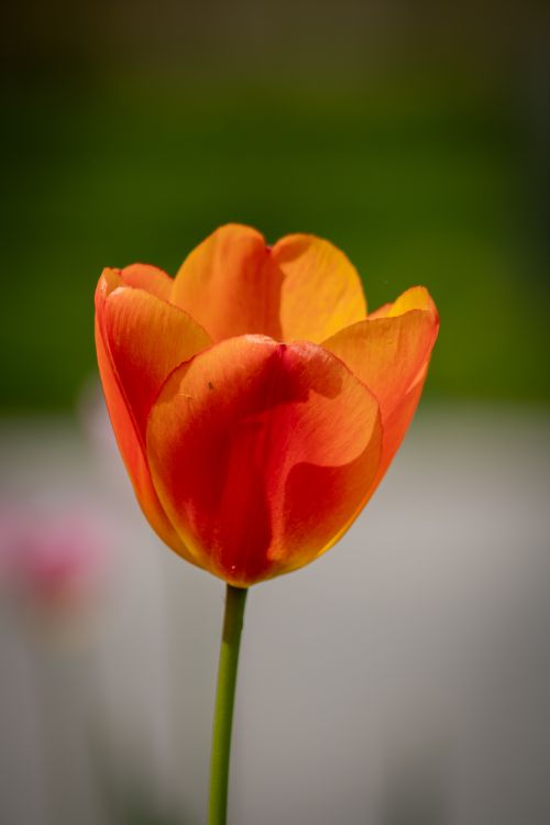 Free A beautiful close-up of a blooming orange tulip captured in natural sunlight. Stock Photo