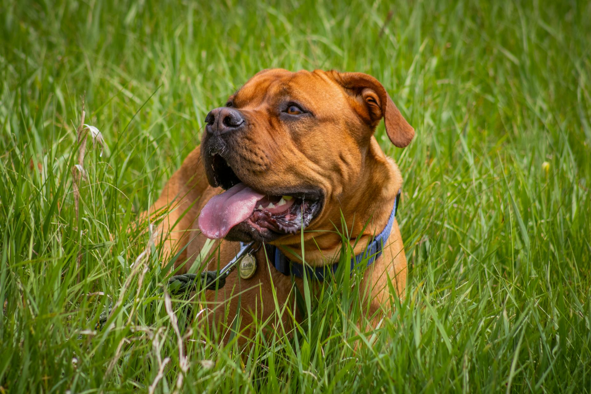 Bordeaux-mastiff som ligger i gräset