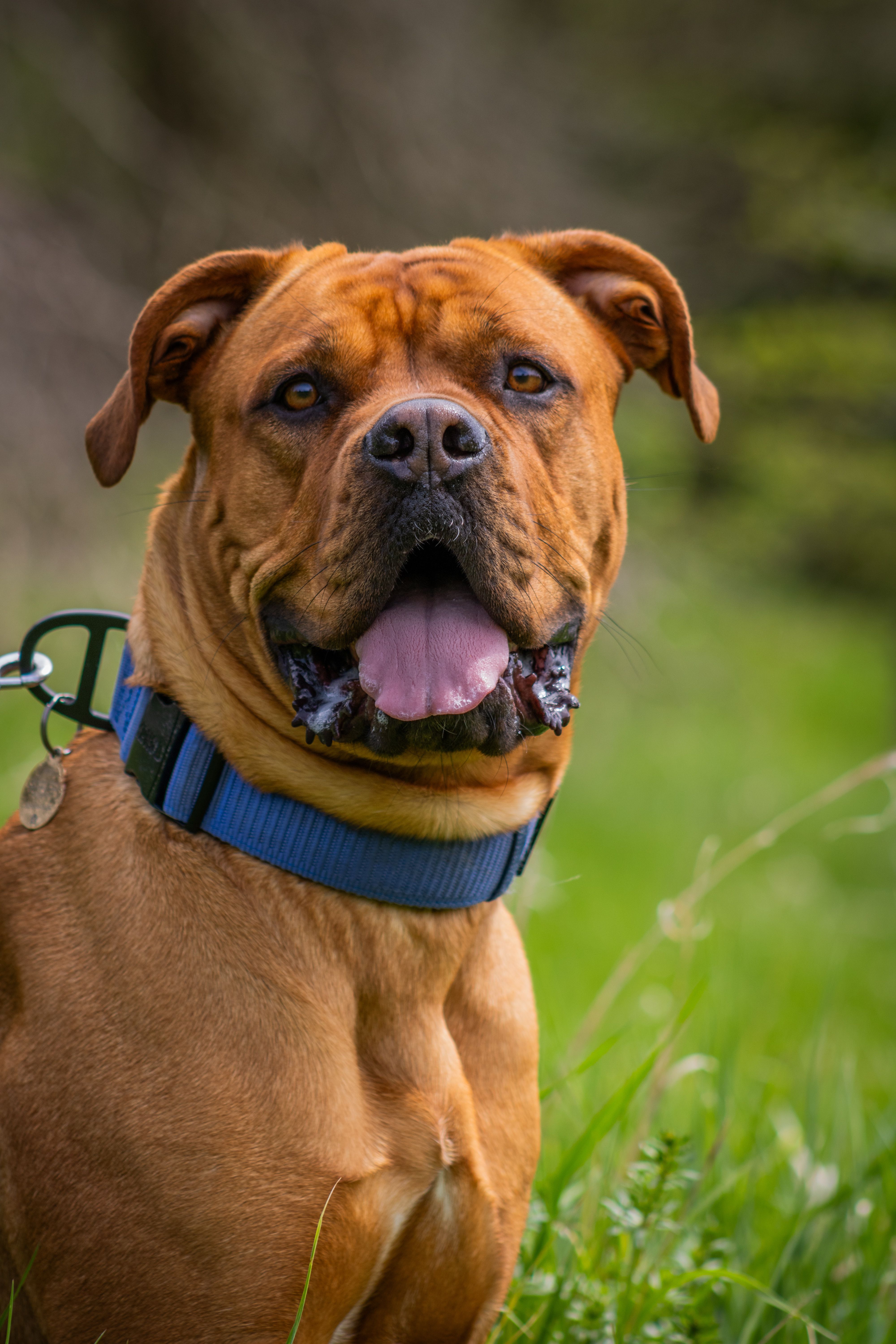 Bordeaux Mastiff dog sitting outdoors with tongue out in a grassy field.