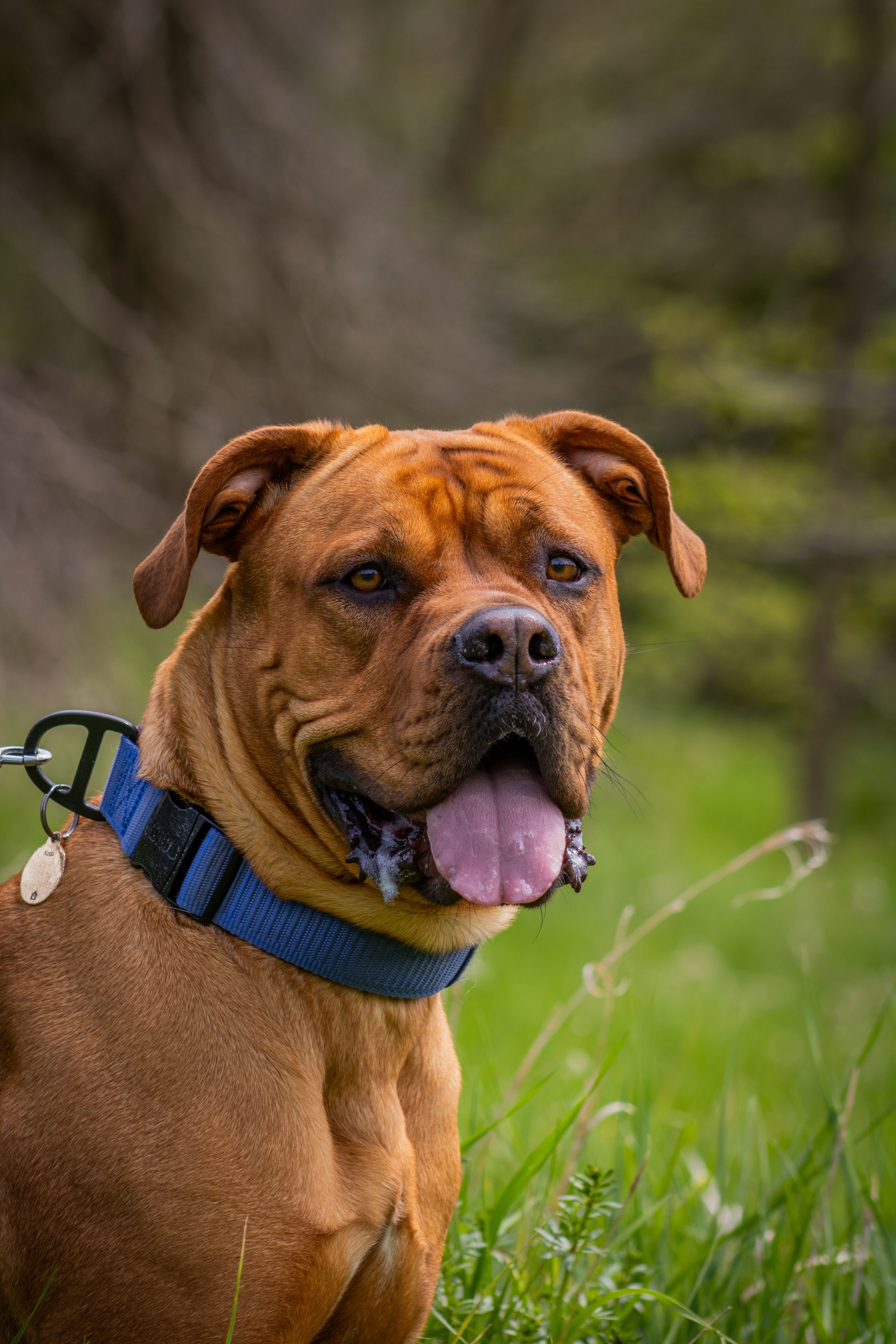 Close-up of a brown dog panting and wearing a blue collar in a lush, green outdoor setting.