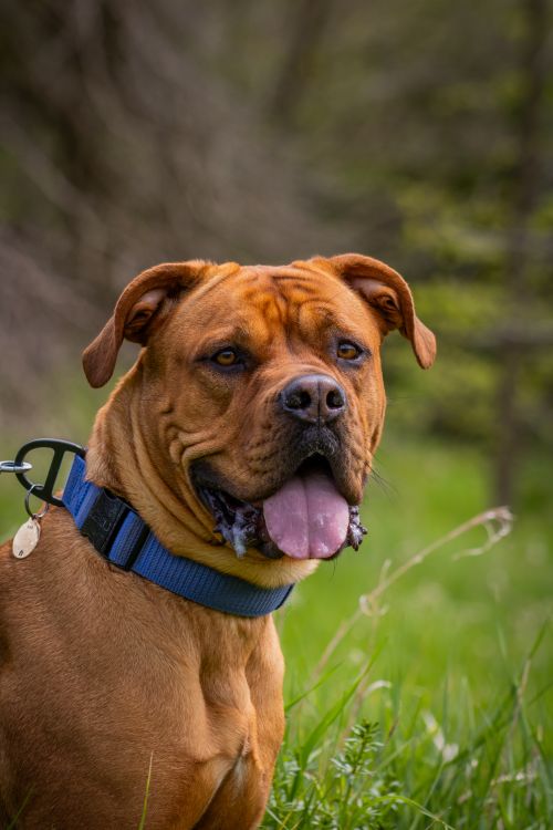 Free Close-up of a brown dog panting and wearing a blue collar in a lush, green outdoor setting. Stock Photo