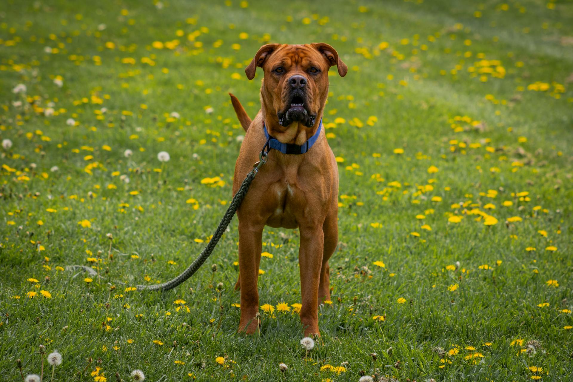 Dog on a Lawn