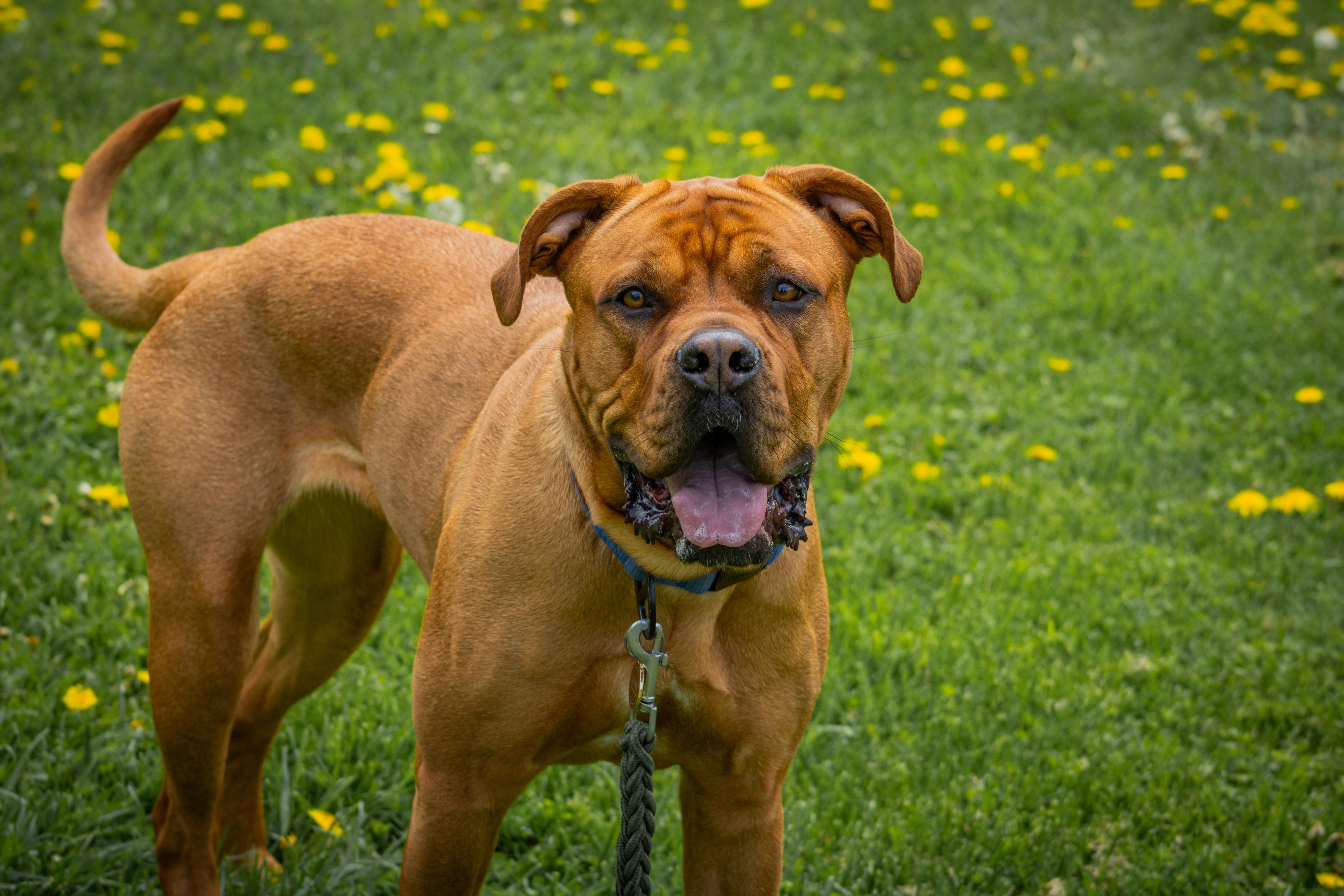 Bordeaux Mastiff Dog Standing on Grass with Tongue Out