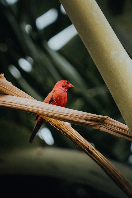 คลังภาพถ่ายฟรี ของ aves, กลางวัน, กลางแจ้ง