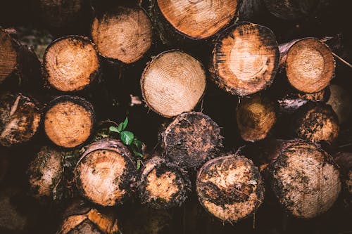 Brown and Beige Wood Logs