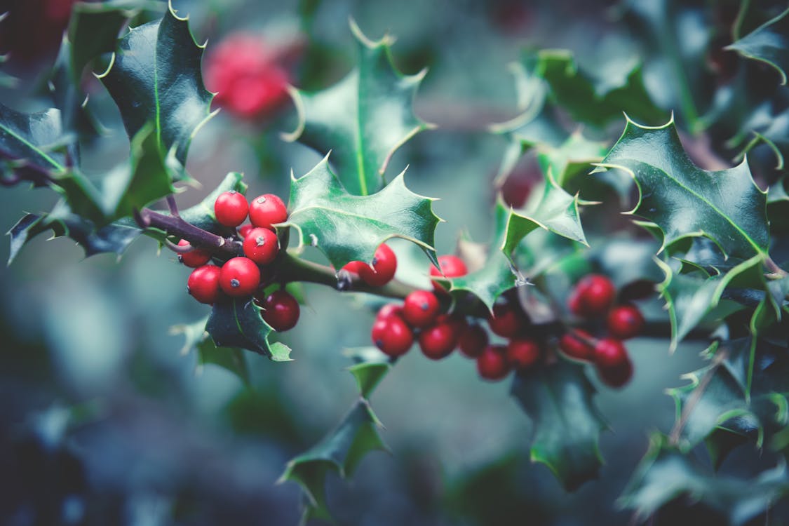 Free Red Berry Plant Stock Photo