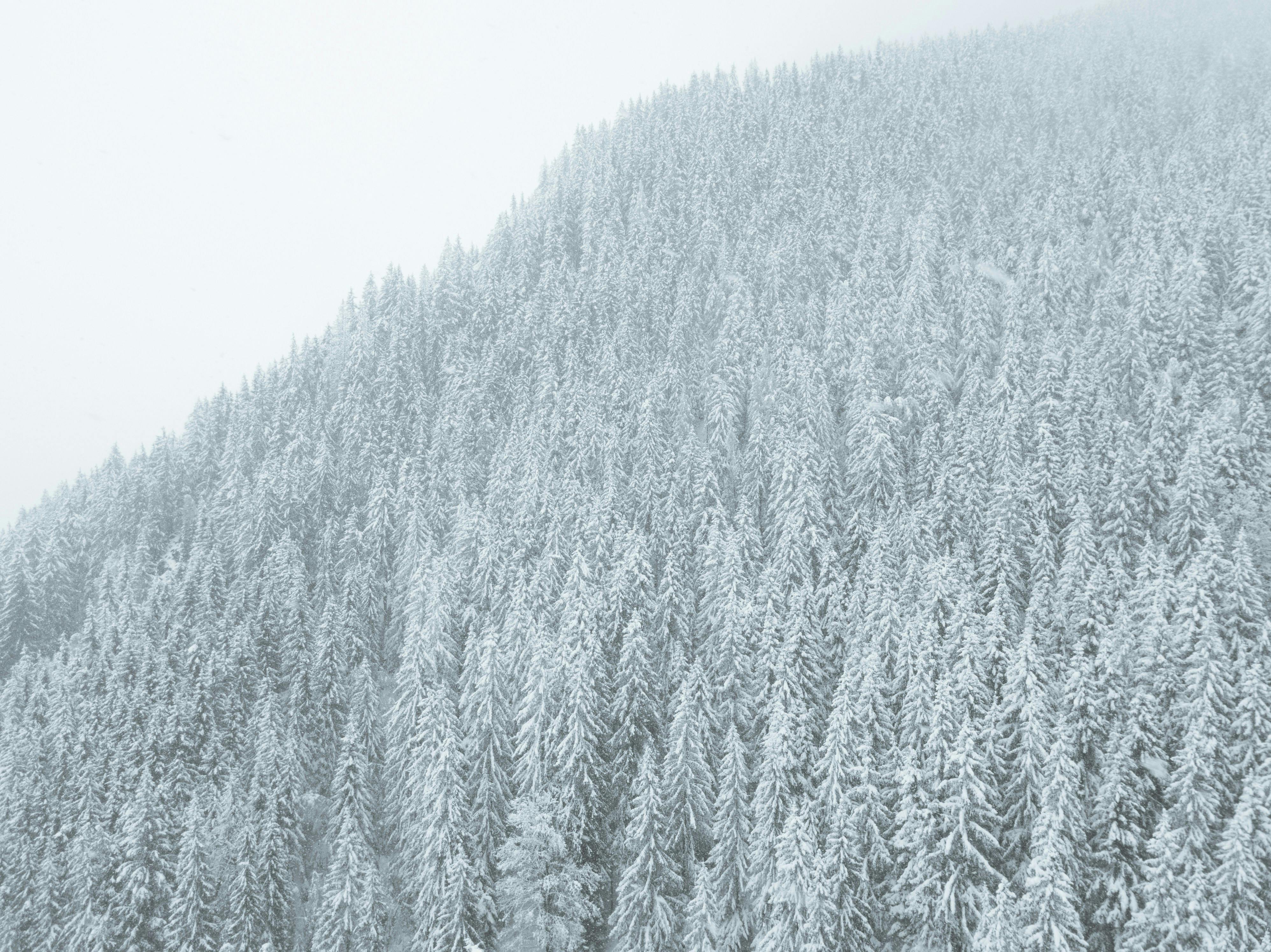 Prescription Goggle Inserts - A serene, snow-covered forest blanketing a mountainside on a winter day, capturing the beauty of nature.