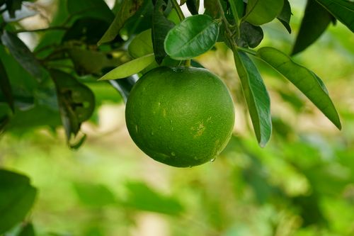 Free Detailed image showcasing a green pomelo hanging from a tree with vibrant leaves. Stock Photo