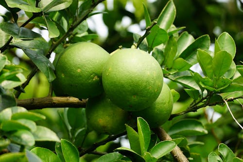 A close up of green limes on a tree