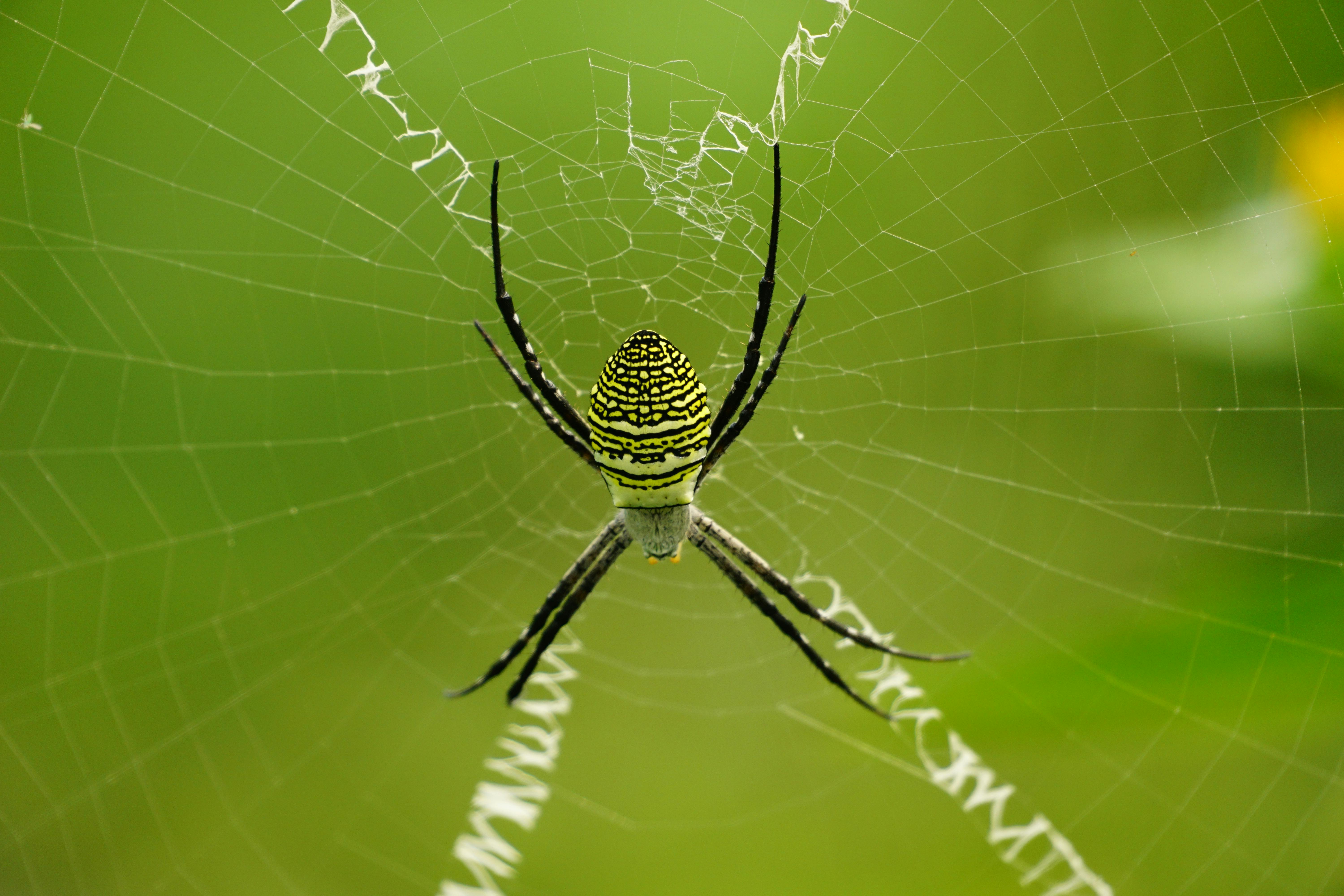 toile araignee geante