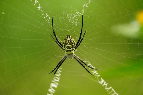 Free Detailed view of an Argiope Anasuja spider centered on its intricate web with a green blurred background. Stock Photo