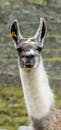 A llama with a yellow ear tag standing in front of a stone wall