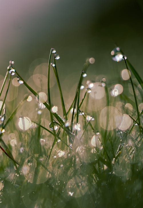 A close up of grass with dew drops