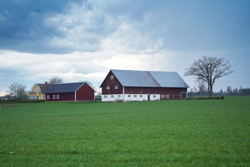 Two red barns sit in a field under a cloudy sky