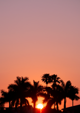 Palm silhouettes at sunset — Alexa Heinrich on Pexels