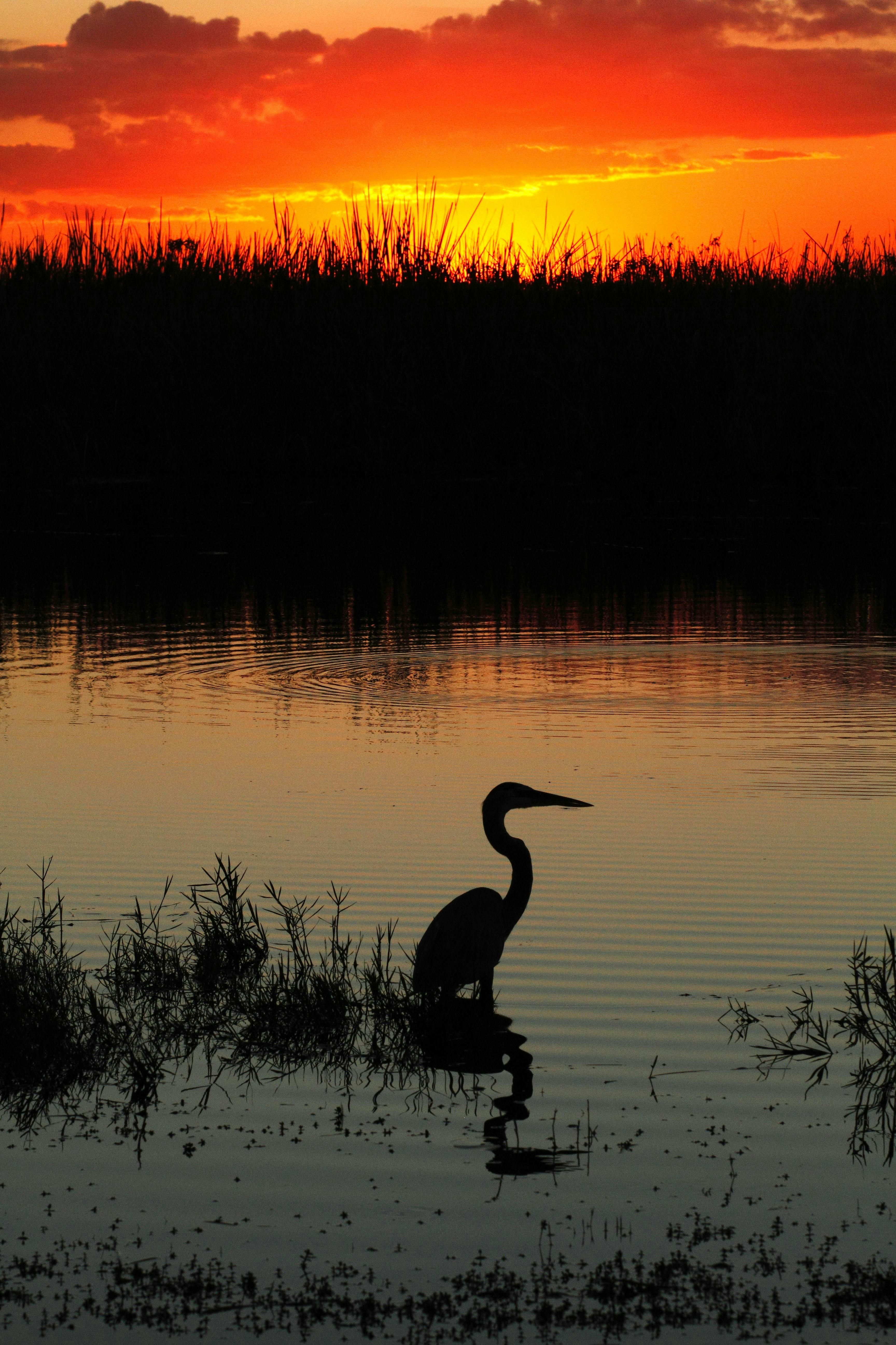 silhouette of pelican during sunset