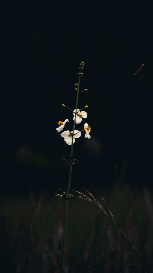 Free Captivating image of a delicate white flower standing in a dark meadow, creating a serene atmosphere. Stock Photo