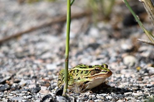 Free Northern leopard frog sitting on gravel with selective focus highlighting its vivid patterns. Stock Photo