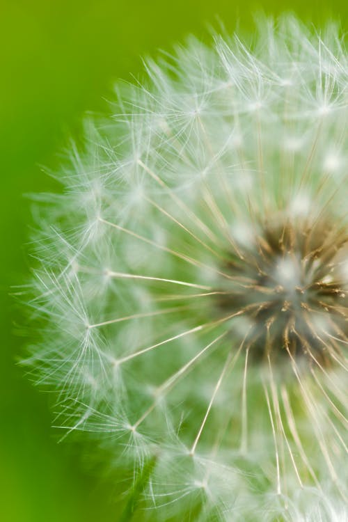 A dandelion seed is shown in this close up